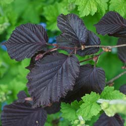 Hazel tree, Scarlet